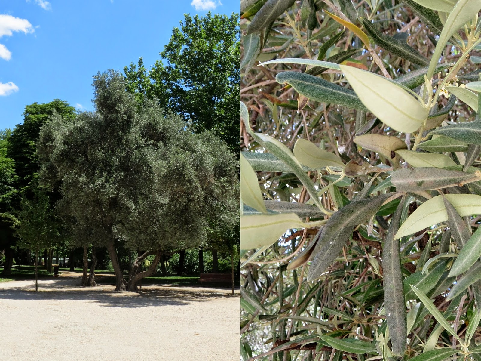 Parque del Retiro. Madrid. Olivo / Olive-tree