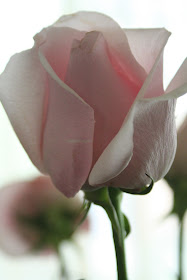 Pink roses for mommy (red is too romantic, white is too dull) :: All Pretty Things