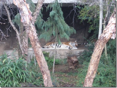 IMG_0457 Amur Tigers at the Oregon Zoo in Portland, Oregon on November 10, 2009