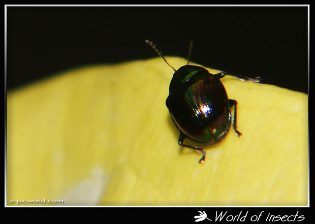 tiny beetle picture