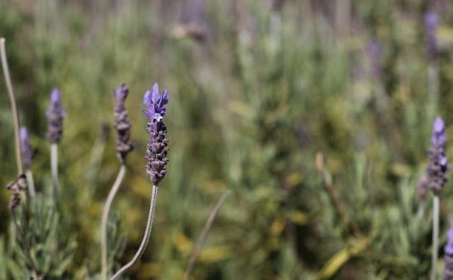 Lavender Flowers