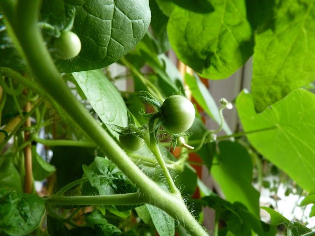 tomates hydroponie paris 18