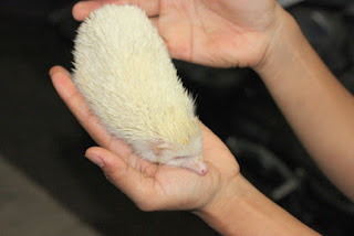 landak mini albino