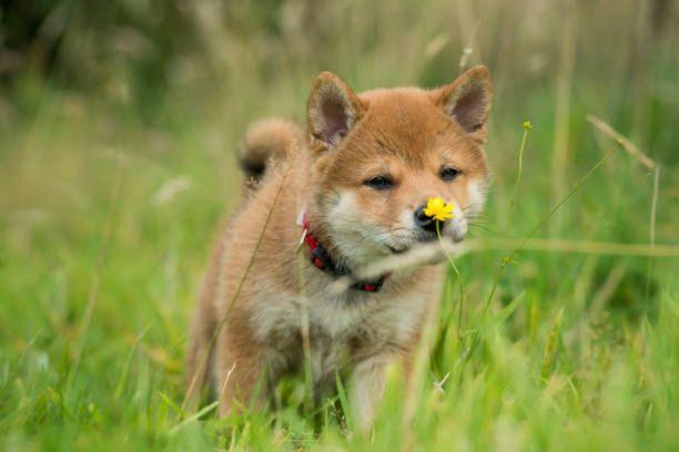 Shiba Inu croisé Berger Australien: infos et photos