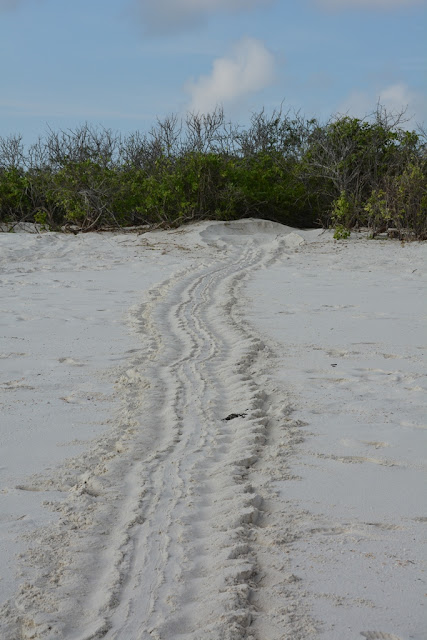 Gardner Bay Galapagos tortoise track