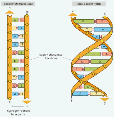 Struktur DNA Gambar 1  Deoxyribosenucleic Acid (DNA) dengan struktur Double-Helix 