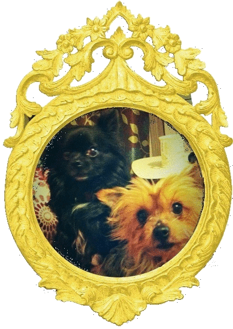 The wonder dogs!