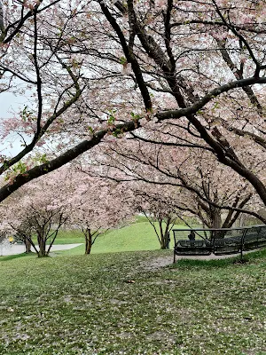 オリンピア公園（Olympiapark）の桜