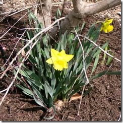 Tree Base flowers 2