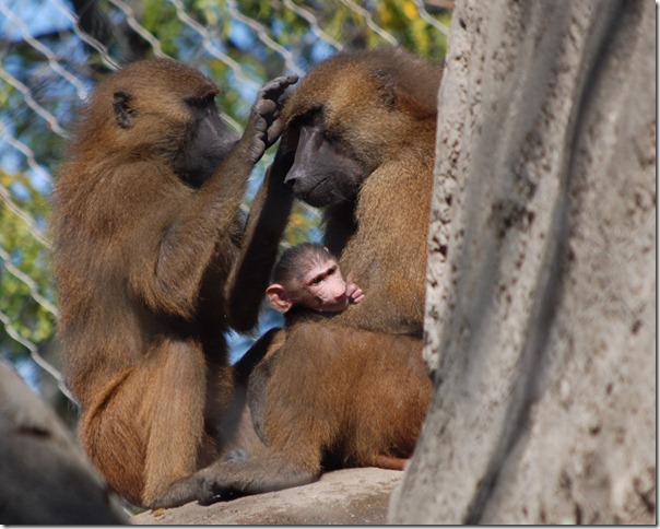 2008 Zoo 056