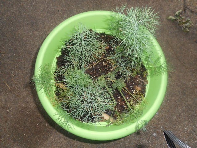 My Dill Plant