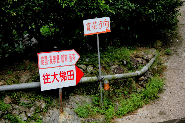 大梯田花卉生態農園 繡球花