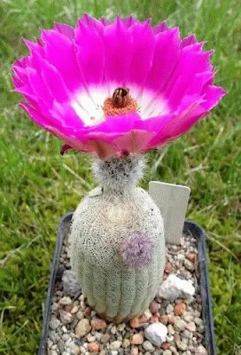 Existem milhares de espécies, cada uma com sua peculiaridade; nem todas têm espinhos. Algumas ainda dão flores lindas, de cores maravilhosas.