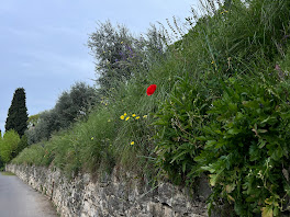 Poppies in a see of green spilling out over a stone wall