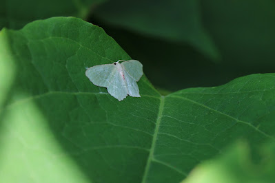 Kleine Zomervlinder - Lytse Simmermjitflinter - Hemithea aestivaria