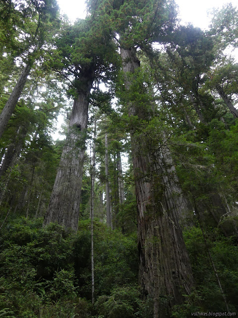 tall tall trees, also quite wide