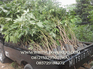 bibit karet,jual bibit karet,macam-macam bibit karet,budidaya karet,jual karet,jenis karet,merawat karet,aneka bibit karet,ukuran bibit karet, jual bibit karet okulasi, varietas karet okulasi, jual bibit karet murah , jual bibit karet okulasi unggul, jual bibit karet pb250