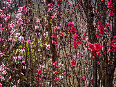 Hanamomo (Flowering peach trees) flowers: Ofuna Flower Center