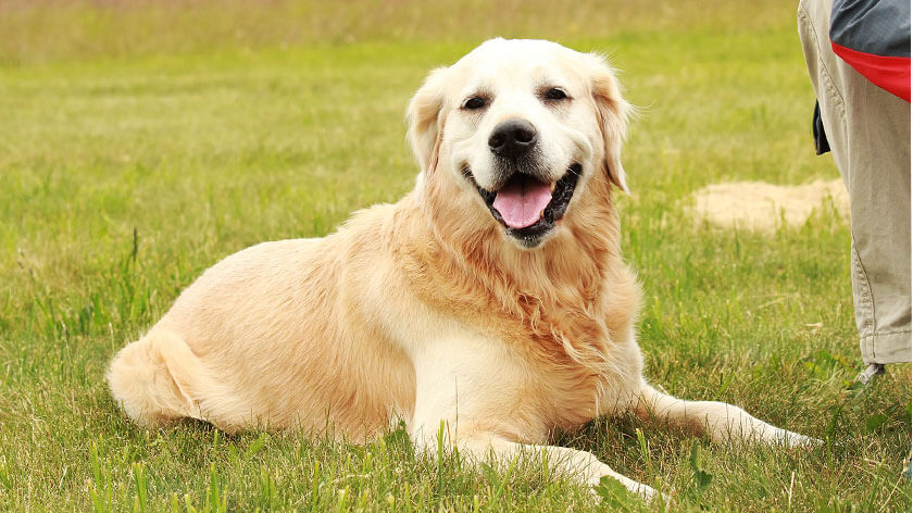 golden retriever breed, intelligent dog breed, golden retriever puppies