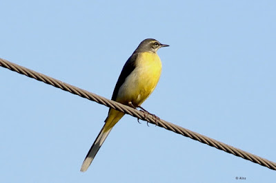 Gray Wagtail