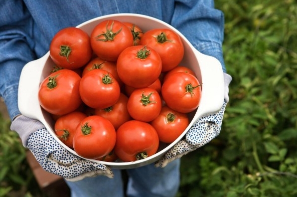 Home gardening: Growing ripe, juicy tomatoes