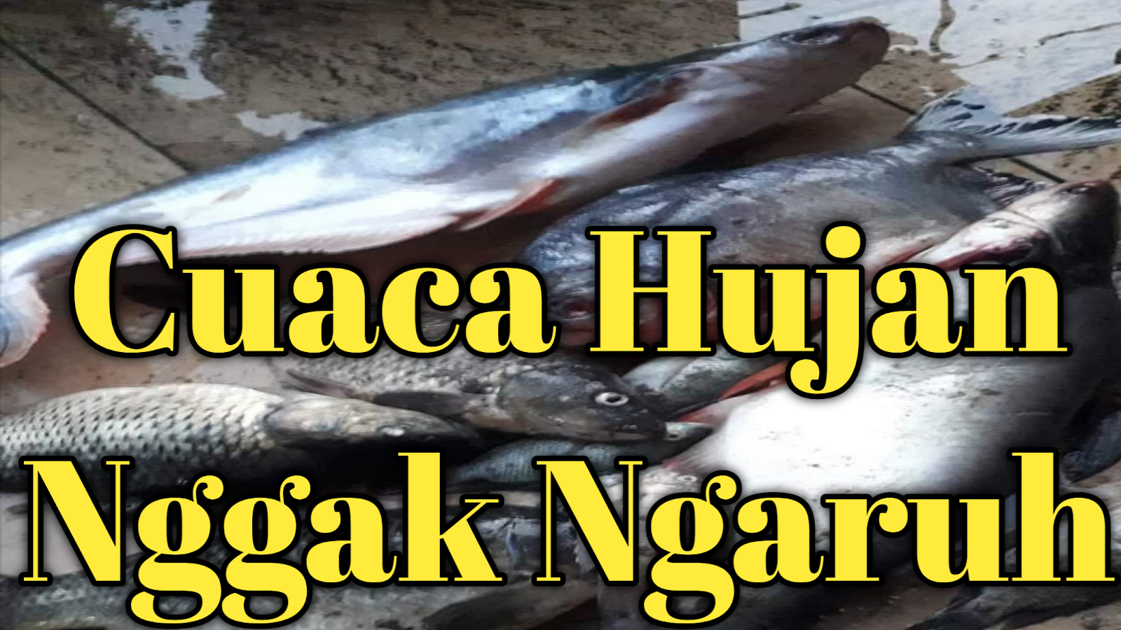 racikan umpan ikan patin musim hujan