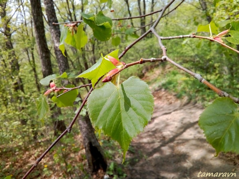 Липа амурская (Tilia amurensis)