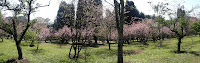 Bosque das Cerejeiras no Parque do Carmo