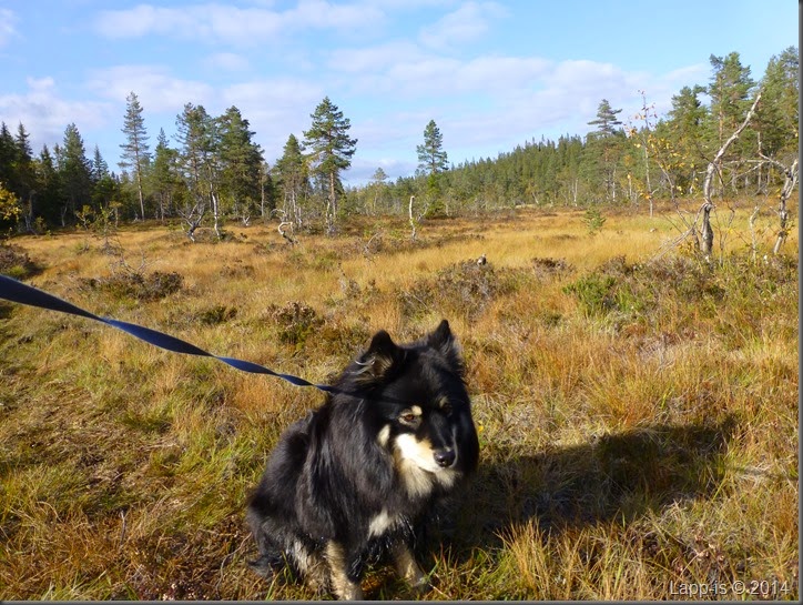 Råsjøen 038