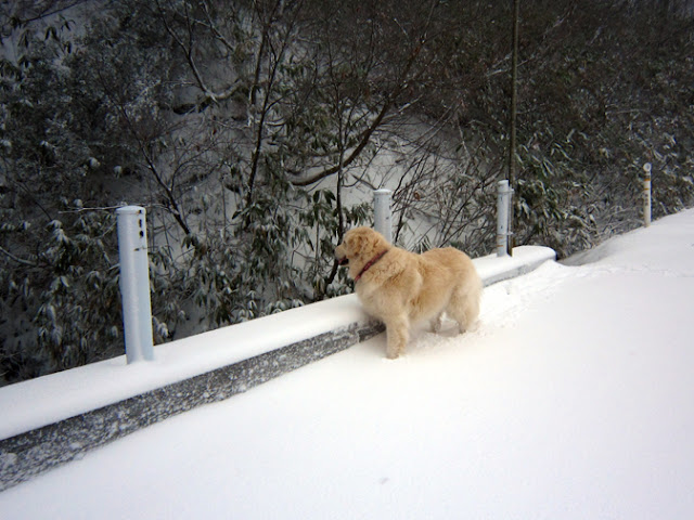 山を眺める犬