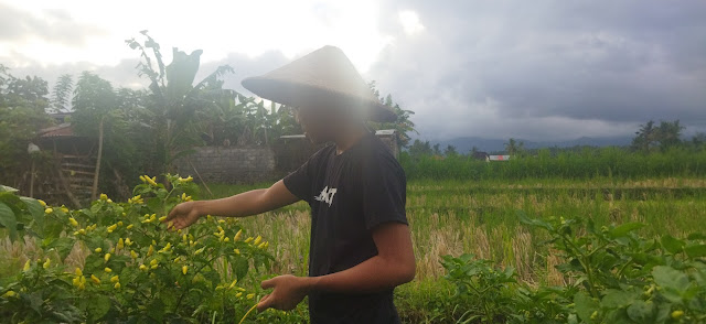   Harga Cabai Naik, Petani Cabai Gagal Panen