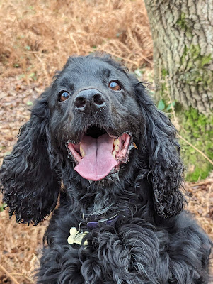 Head and shoulders shot of a cute and floofy looking Boris the Black Cocker Spaniel whose looking at the camera out on the common surrounded by the beauty of the dead bracken