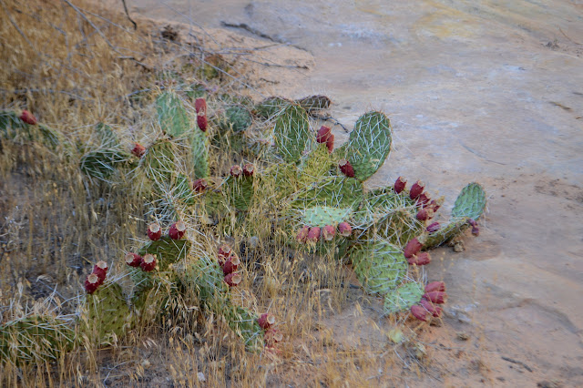 cactus looking good but past fruiting