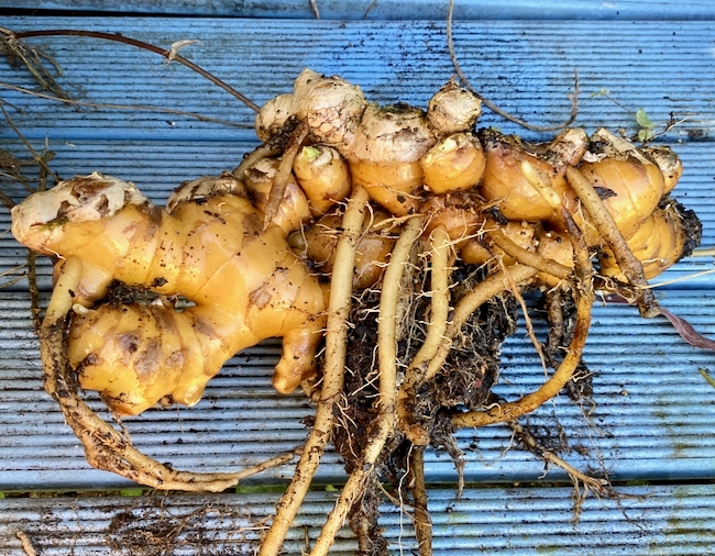 How to grow ginger