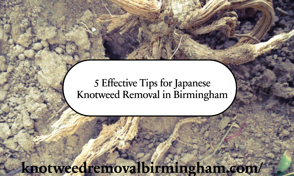Effective Tips for Japanese Knotweed Removal in Birmingham