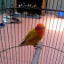 Jual Burung Love Bird Paskun, 650rb