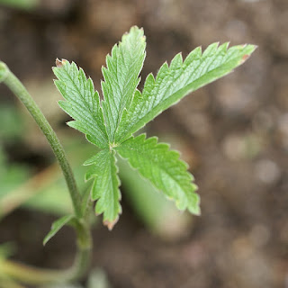 Potentille gracieuse - Potentilla pulcherrima var. pulcherrima