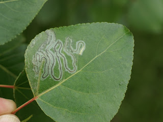 Phyllocnistis populiella - Mineuse serpentine du tremble