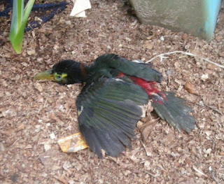 collared Aracari, La Ceiba, Honduras