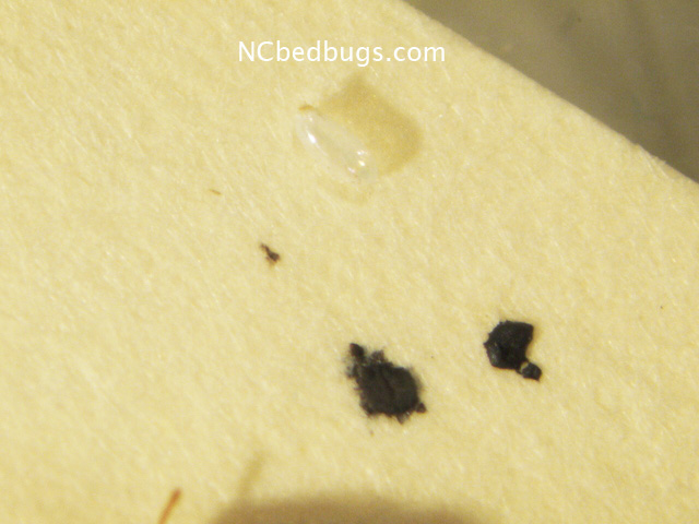 Bed bug eggs look like... | NC Bed Bugs