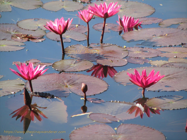 water lily