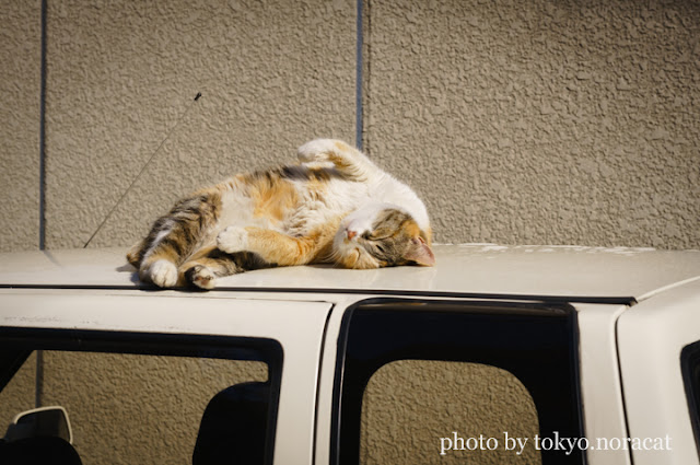 野良猫写真