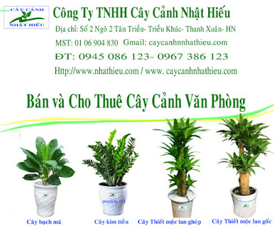 Cây cảnh văn phòng đẹp