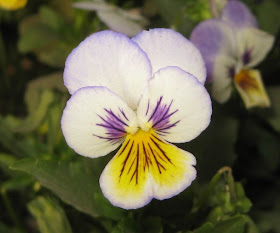 Pansy Flowers