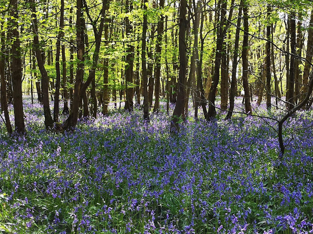 Bluebells in the woods