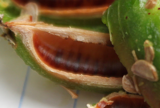 Agave chiapensis seed pod inside