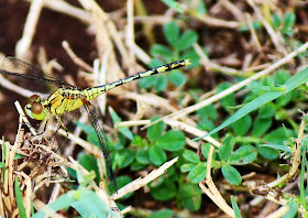 yellow and black striped dragonfly on the grass