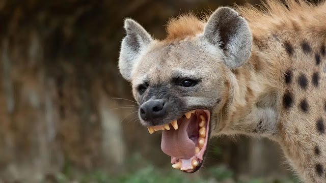 Hyena Facts