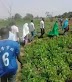 Photos of N-POWER Agro Beneficiaries Kaduna South Undergoing Training 