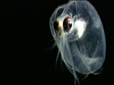 EKOLOGI: Ekosistem Laut Dalam (Deep Sea) Yang Menakjubkan